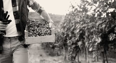erotiske noveller mann på vingård